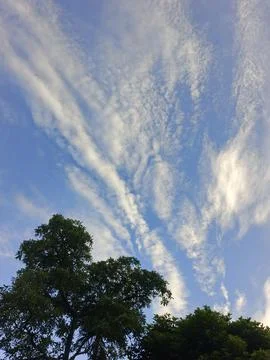 Blue Sky With Wispy Clouds Above Tropical Trees Blue Sky With Wispy Clouds  Stock Photos