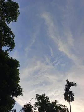 Blue Sky With Wispy Clouds Above Tropical Trees Blue Sky With Wispy Clouds  Photos