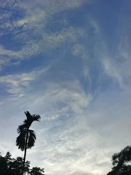 Blue Sky With Wispy Clouds Above Tropical Trees Blue Sky With Wispy Clouds  Stock Photos