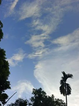 Blue Sky With Wispy Clouds Above Tropical Trees Blue Sky With Wispy Clouds  写真素材
