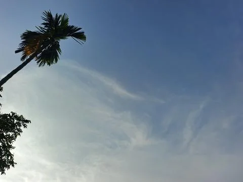 Blue Sky With Wispy Clouds Above Tropical Trees Blue Sky With Wispy Clouds  Stock Photos