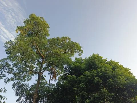 Blue Sky With Wispy Clouds Above Tropical Trees Blue Sky With Wispy Clouds  Photos