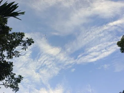 Blue Sky With Wispy Clouds Above Tropical Trees Blue Sky With Wispy Clouds  Stock Photos