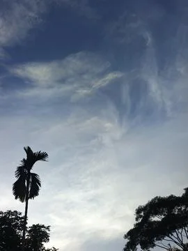 Blue Sky With Wispy Clouds Above Tropical Trees Blue Sky With Wispy Clouds  Foto stock
