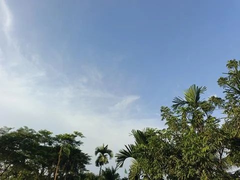 Blue Sky With Wispy Clouds Above Tropical Trees Blue Sky With Wispy Clouds  写真素材