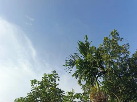 Blue Sky With Wispy Clouds Above Tropical Trees Blue Sky With Wispy Clouds  Stock Photos