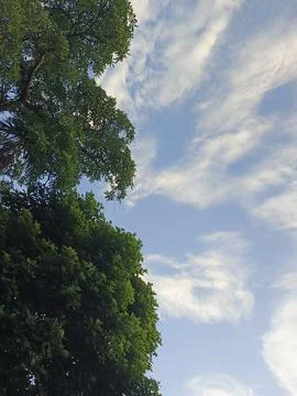 Blue Sky With Wispy Clouds Above Tropical Trees Blue Sky With Wispy Clouds  写真素材