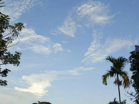 Blue Sky With Wispy Clouds Above Tropical Trees Blue Sky With Wispy Clouds  Foto stock