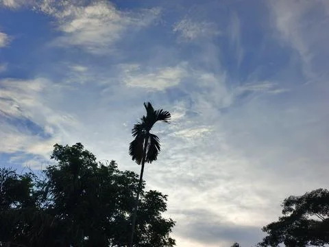 Blue Sky With Wispy Clouds Above Tropical Trees Blue Sky With Wispy Clouds  Stock Photos