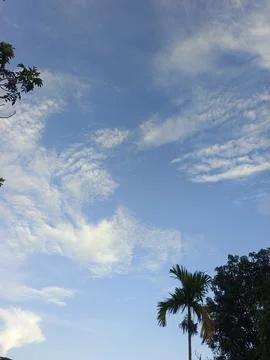 Blue Sky With Wispy Clouds Above Tropical Trees Blue Sky With Wispy Clouds  写真素材