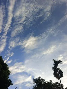 Blue Sky With Wispy Clouds Above Tropical Trees Blue Sky With Wispy Clouds  Stock Photos