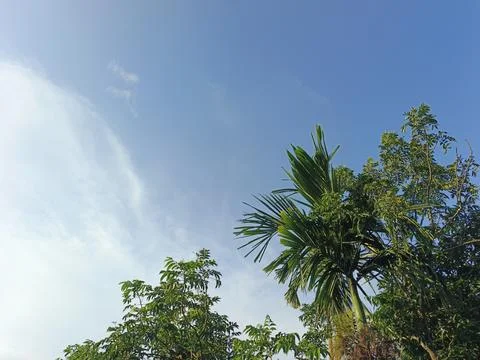 Blue Sky With Wispy Clouds Above Tropical Trees Blue Sky With Wispy Clouds  Stock Photos