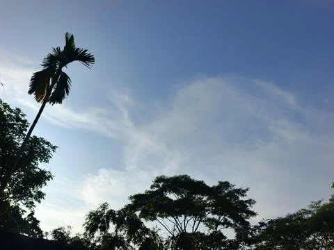 Blue Sky With Wispy Clouds Above Tropical Trees Blue Sky With Wispy Clouds  Photos