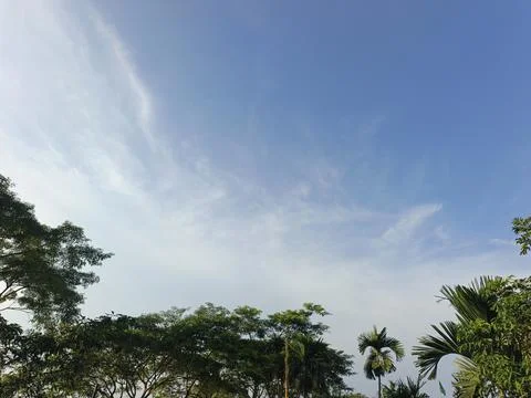 Blue Sky With Wispy Clouds Above Tropical Trees Blue Sky With Wispy Clouds  写真素材