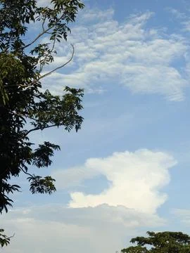 Blue Sky With Wispy Clouds Above Tropical Trees Blue Sky With Wispy Clouds  Stock Photos