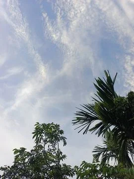 Blue Sky With Wispy Clouds Above Tropical Trees Blue Sky With Wispy Clouds  Stock Photos
