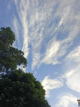 Blue Sky With Wispy Clouds Above Tropical Trees Blue Sky With Wispy Clouds  写真素材
