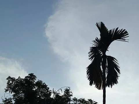Blue Sky With Wispy Clouds Above Tropical Trees Blue Sky With Wispy Clouds  Stock Photos