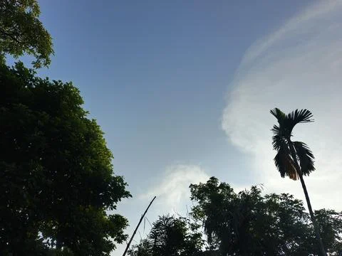 Blue Sky With Wispy Clouds Above Tropical Trees Blue Sky With Wispy Clouds  写真素材