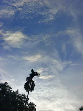 Blue Sky With Wispy Clouds Above Tropical Trees Blue Sky With Wispy Clouds  Photos
