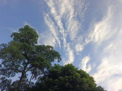 Blue Sky With Wispy Clouds Above Tropical Trees Blue Sky With Wispy Clouds  Stock Photos