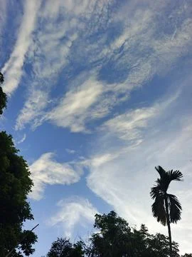 Blue Sky With Wispy Clouds Above Tropical Trees Blue Sky With Wispy Clouds  写真素材