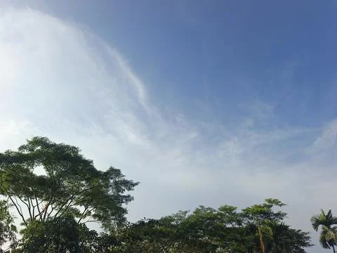 Blue Sky With Wispy Clouds Above Tropical Trees Blue Sky With Wispy Clouds  Photos