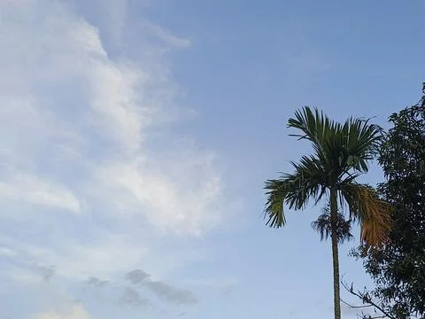 Blue Sky With Wispy Clouds Above Tropical Trees Blue Sky With Wispy Clouds  Stock Photos