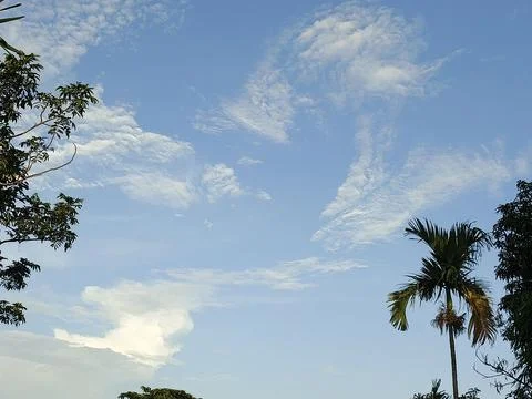 Blue Sky With Wispy Clouds Above Tropical Trees Blue Sky With Wispy Clouds  Stock Photos