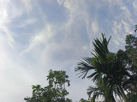 Blue Sky With Wispy Clouds Above Tropical Trees Blue Sky With Wispy Clouds  写真素材