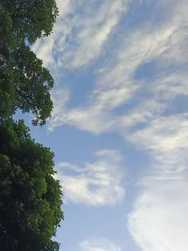 Blue Sky With Wispy Clouds Above Tropical Trees Blue Sky With Wispy Clouds  Photos