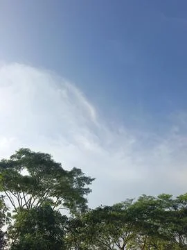 Blue Sky With Wispy Clouds Above Tropical Trees Blue Sky With Wispy Clouds  Stock Photos