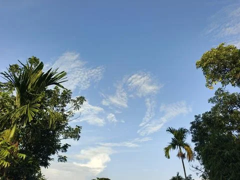 Blue Sky With Wispy Clouds Above Tropical Trees Blue Sky With Wispy Clouds  写真素材