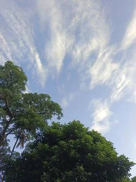 Blue Sky With Wispy Clouds Above Tropical Trees Blue Sky With Wispy Clouds  Foto stock