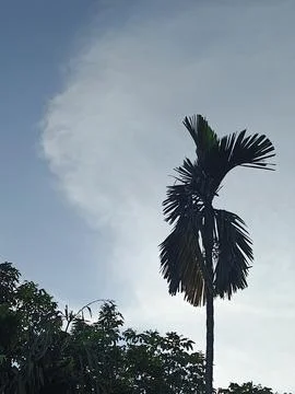 Blue Sky With Wispy Clouds Above Tropical Trees Blue Sky With Wispy Clouds  Photos