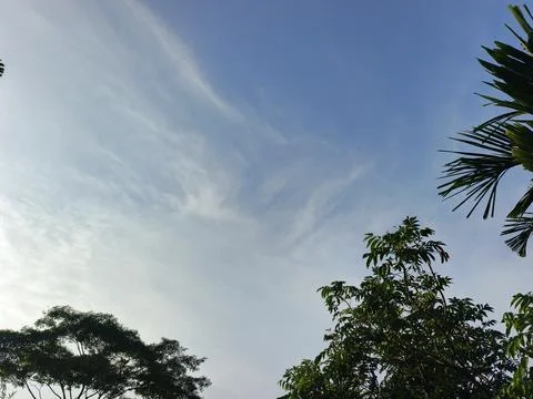 Blue Sky With Wispy Clouds Above Tropical Trees Blue Sky With Wispy Clouds  Foto stock