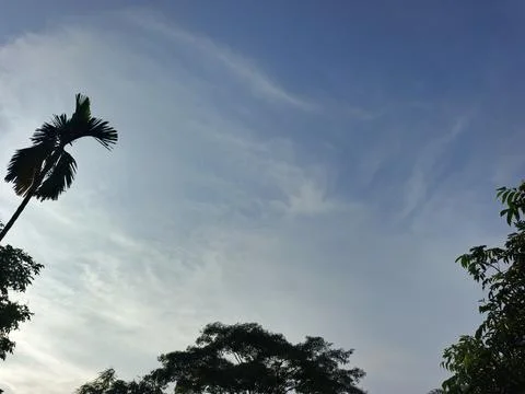 Blue Sky With Wispy Clouds Above Tropical Trees Blue Sky With Wispy Clouds  写真素材