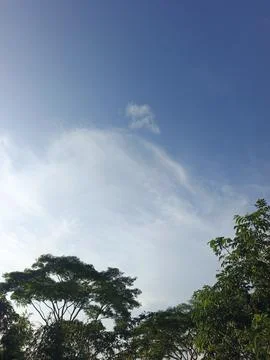 Blue Sky With Wispy Clouds Above Tropical Trees Blue Sky With Wispy Clouds  写真素材