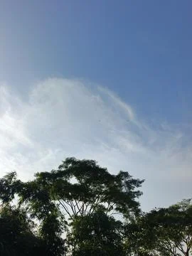 Blue Sky With Wispy Clouds Above Tropical Trees Blue Sky With Wispy Clouds  写真素材