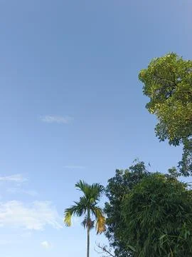 Blue Sky With Wispy Clouds Above Tropical Trees Blue Sky With Wispy Clouds  Stock Photos