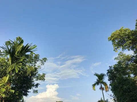Blue Sky With Wispy Clouds Above Tropical Trees Blue Sky With Wispy Clouds  Foto stock