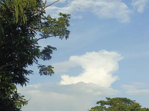 Blue Sky With Wispy Clouds Above Tropical Trees Blue Sky With Wispy Clouds  Stock Photos