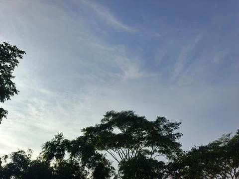 Blue Sky With Wispy Clouds Above Tropical Trees Blue Sky With Wispy Clouds  写真素材