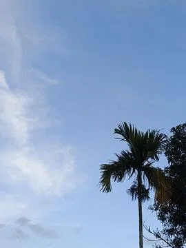 Blue Sky With Wispy Clouds Above Tropical Trees Blue Sky With Wispy Clouds  Photos