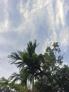 Blue Sky With Wispy Clouds Above Tropical Trees Blue Sky With Wispy Clouds  写真素材