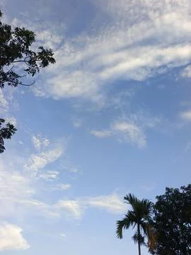 Blue Sky With Wispy Clouds Above Tropical Trees Blue Sky With Wispy Clouds  Stock Photos