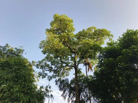 Blue Sky With Wispy Clouds Above Tropical Trees Blue Sky With Wispy Clouds  Photos