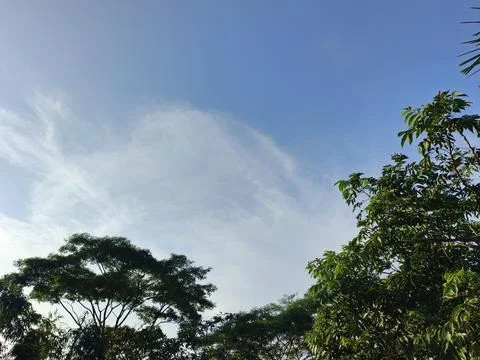 Blue Sky With Wispy Clouds Above Tropical Trees Blue Sky With Wispy Clouds  Stock Photos