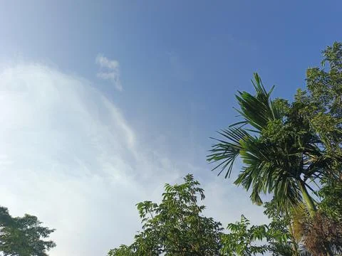 Blue Sky With Wispy Clouds Above Tropical Trees Blue Sky With Wispy Clouds  Stock Photos