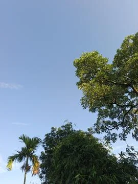Blue Sky With Wispy Clouds Above Tropical Trees Blue Sky With Wispy Clouds  Stock Photos